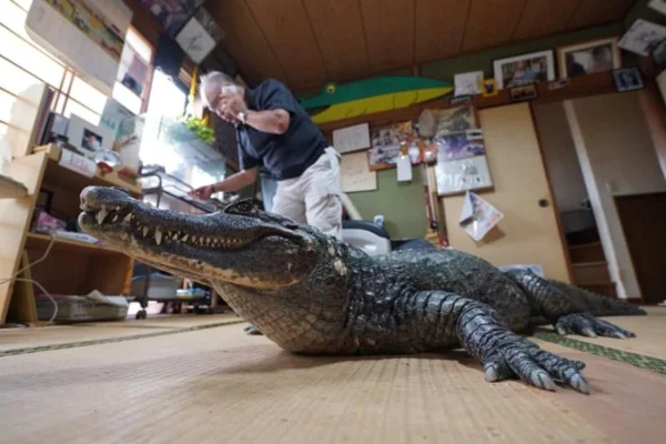 Crocodilo
