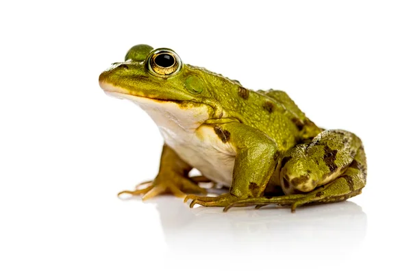 Mulher adota rã após encontrar animal dentro de uma salada