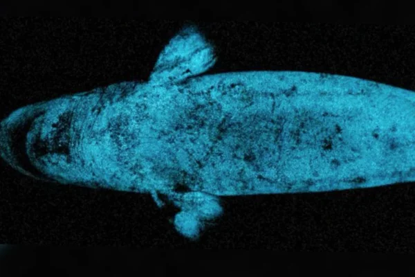 Foto colorida de preto e azul de tubarão com luminescência, que brilha no escuro. -metrópoles.