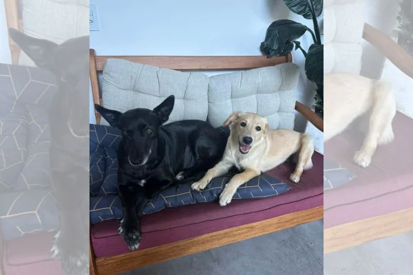 Foto de Lupin e Shanti, cães que viralizaram na interenet