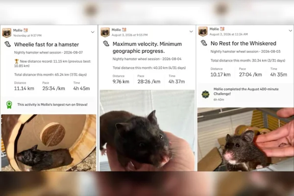 Imagem colorida de hamster que corre muito - Metrópoles