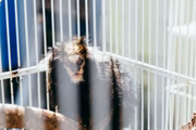 Animais foram resgatados em São Paulo Animais foram resgatados em São Paulo
