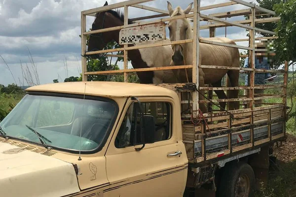 Polícia recupera cavalos roubados em Luziânia (GO)