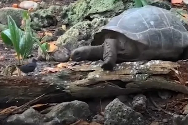 Tartaruga come andorinha