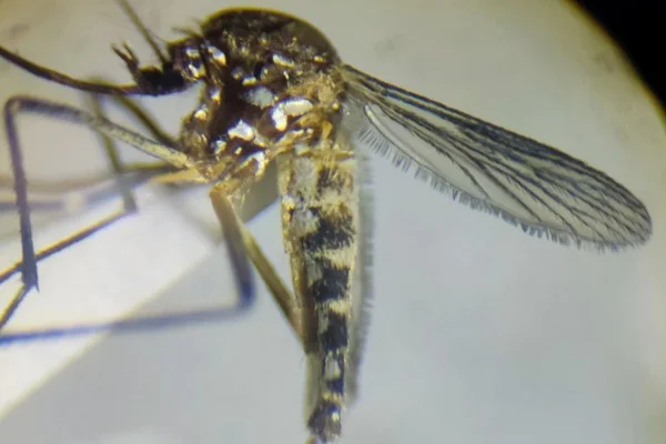 Imagem colorida mostra variante pálida do mosquito da dengue - Metrópoles