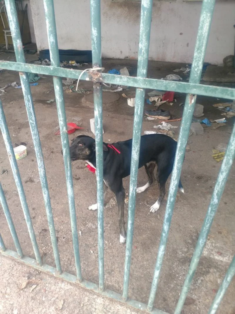 Cadela está abandonada Cadela está abandonada