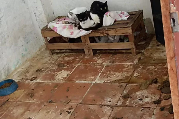 Segundo a SSP, o caso envolvendo os 75 gatos está sendo investigado por meio de inquérito policial pela Delegacia de Jaboticabal - Metrópoles