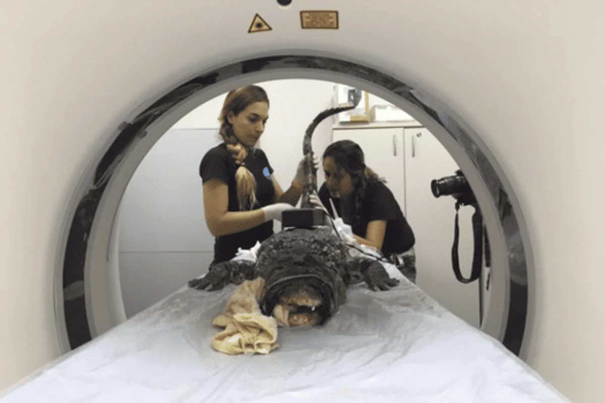 De acupuntura a tomografia: a rotina médica de animais do Aquário De acupuntura a tomografia: a rotina médica de animais do Aquário