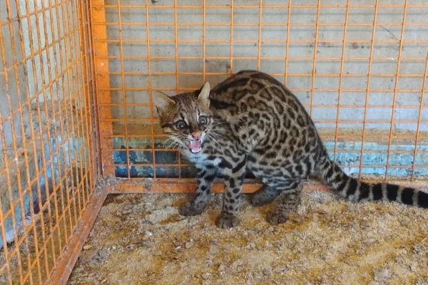 Imagem colorida mostra gato-maracajá encontrado em casa no interior de São Paulo - Metrópoles