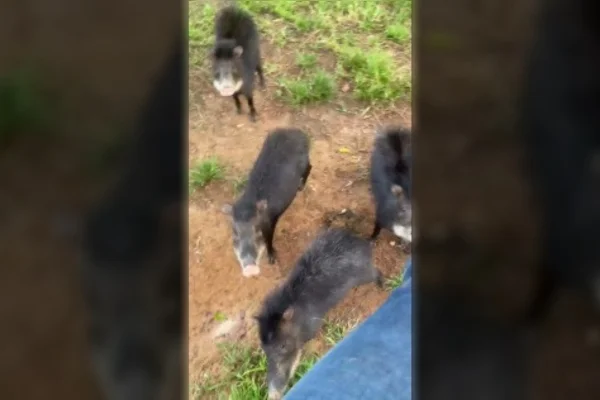 Imagem colorida, Vídeo: pescador é cercado por grupo de porcos-do-mato durante pesca - Metrópoles