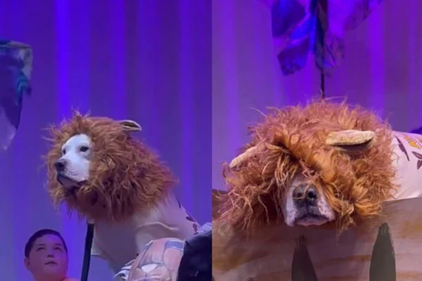 cão surdo