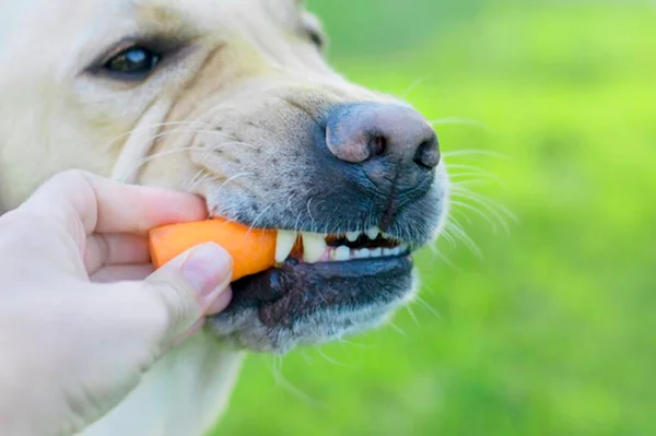 Cachorros podem comer cenoura? Veja os benefícios