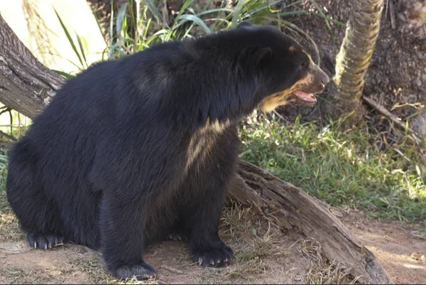 Urso-de-óculos chega ao Jardim Zoológico de Brasília