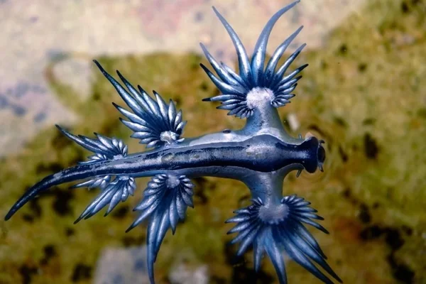 Imagem colorida de um animal azul, o Glaucus atlanticus - Metrópoles