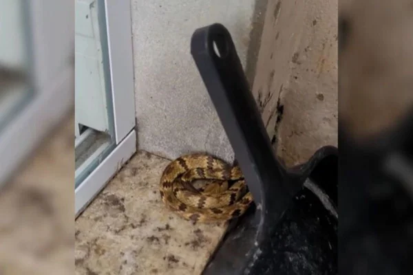 Imagem colorida de cobra encontrada em máquina e sapateira - Metrópoles