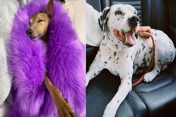 Conheça os pets dos famosos que arrasam nas redes sociais