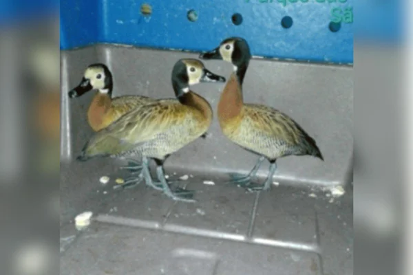Imagem colorida mostra três patos com pelos amarelados na parte do corpo, pelos pretos e brancos na cabeça - Metrópoles