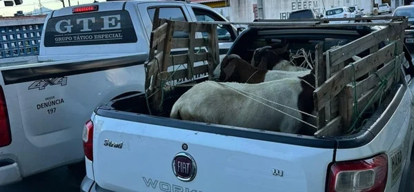Imagem colorida dos bodes em uma caminhonete na cidade de Remígio - Metrópoles