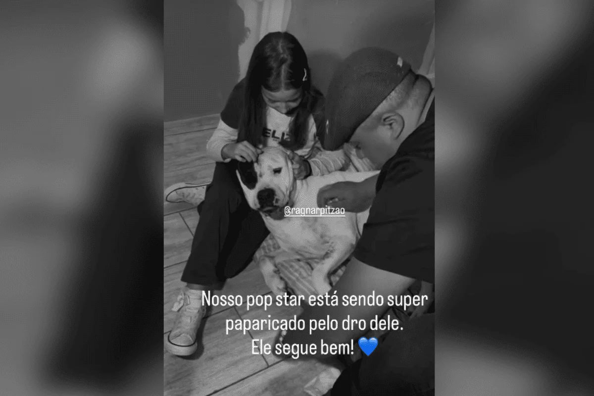 O animal entrou no imóvel enquanto os moradores dormiam e entrou em briga com o cachorro, que ficou gravemente ferido O animal entrou no imóvel enquanto os moradores dormiam e entrou em briga com o cachorro, que ficou gravemente ferido