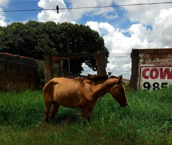 Adolescentes montados a cavalo roubam celulares em Ceilândia