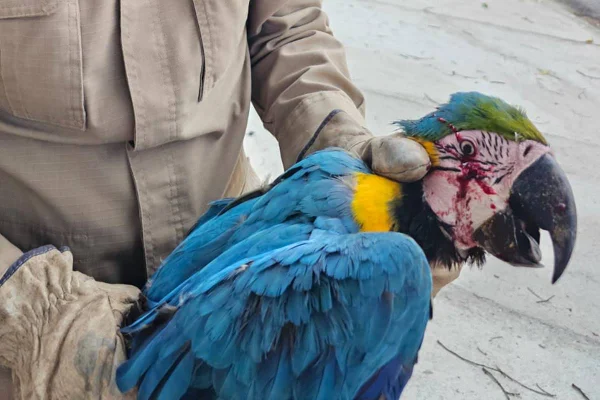 imagem colorida de arara ferida a tiros de chumbinho em goiás