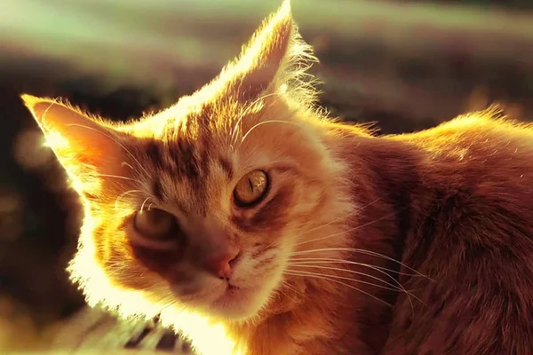 Mulher encontra em casa gato com olhos arrancados