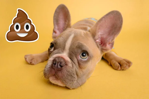 Por que os cães comem cocô?