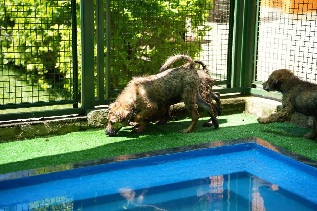 “Impostor Alemão” e mais: Prefeitura de SP terá feira de adoção de animais - imagem 12 “Impostor Alemão” e mais: Prefeitura de SP terá feira de adoção de animais - imagem 12