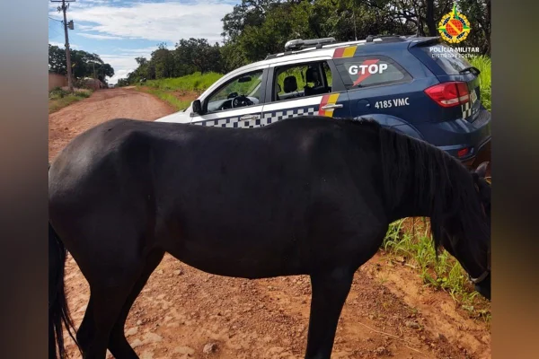 cavalo