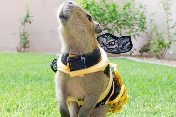 Conheça Sweetie, a capivara mais charmosa da web