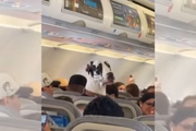 Cachorro batizado de Horus roubou a cena em um voo no México 