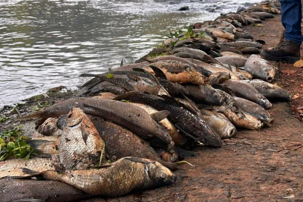 Imagem colorida de peixes mortos às margens do rio Piracicaba