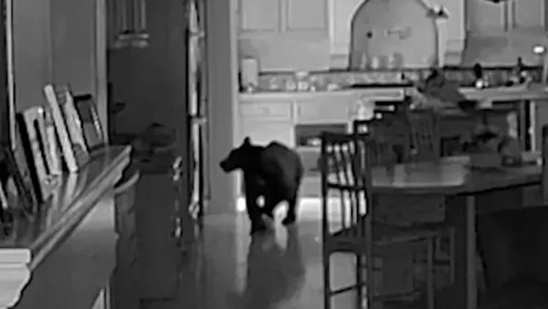 Foto preto e branco de câmera de segurança de urso em casa nos EUA