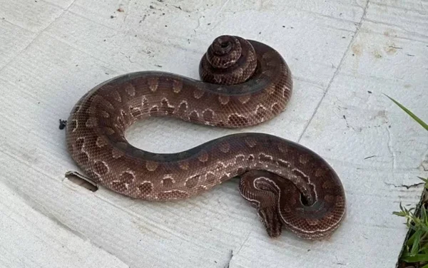 imagem colorida jiboia arco-iris resgatada goias
