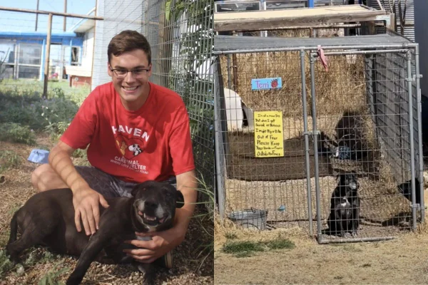 Deixada em abrigo por 7 anos anos, pit-bull idosa finalmente é adotada
