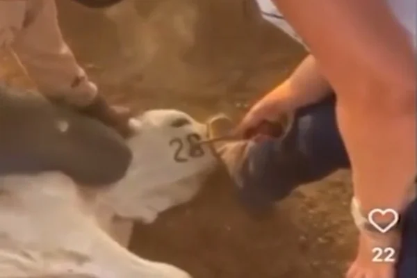 Vídeo: veterinária marca número de Bolsonaro em rosto de bezerro