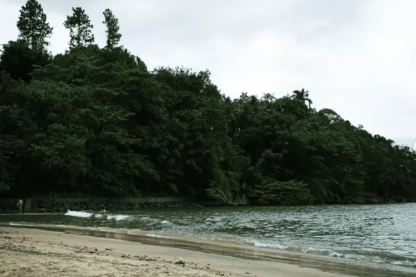 Imagem colorida de uma praia com árvores altas, água e areia - Metrópoles