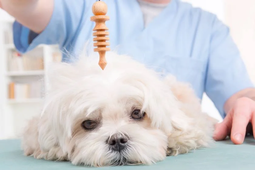 Segundo um responsável pela pesquisa, pode-se dizer que cães são mais limpos Segundo um responsável pela pesquisa, pode-se dizer que cães são mais limpos