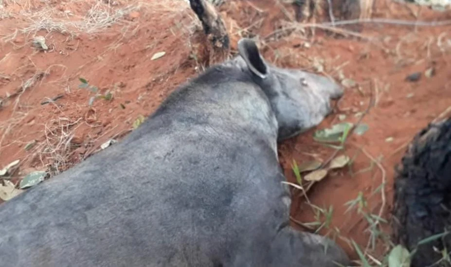 De acordo com bióloga, animal estava saudável De acordo com bióloga, animal estava saudável