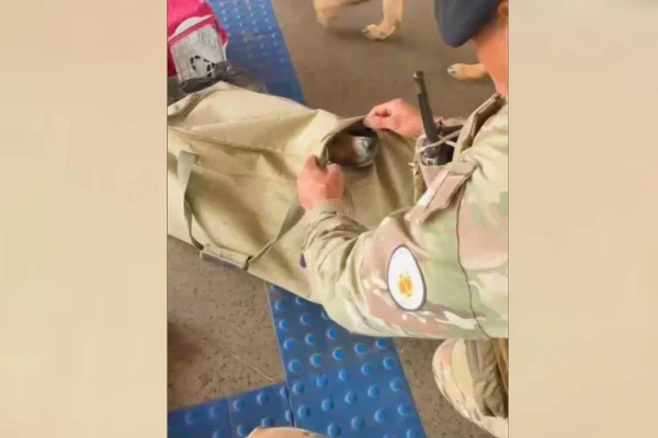 Passageiro é flagrado com cachorro preso em mala dentro de bagageiro de ônibus