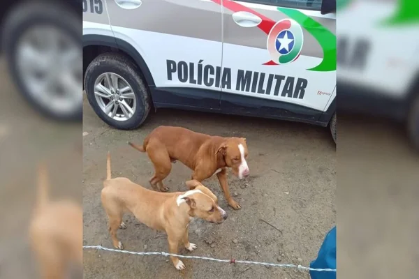 Imagem colorida de Pit-bullls - Metrópoles