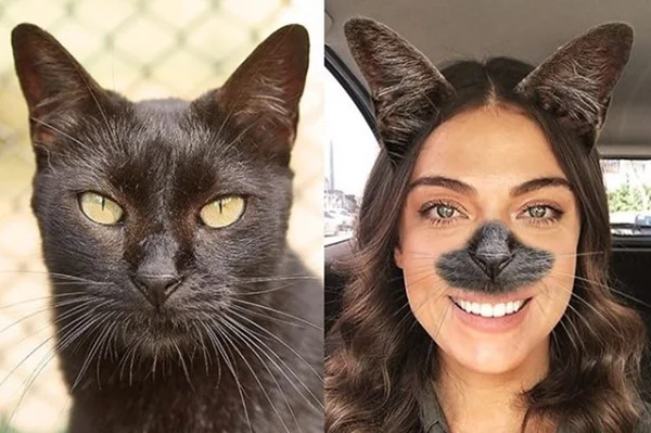 ONG lança filtro no Instagram com animais disponíveis para adoção