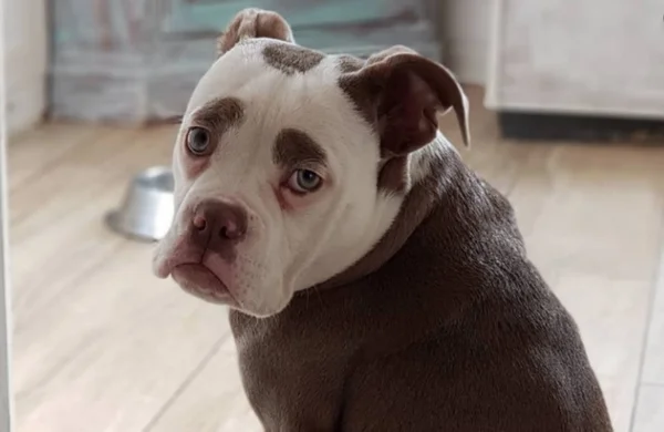 cachorrinha triste