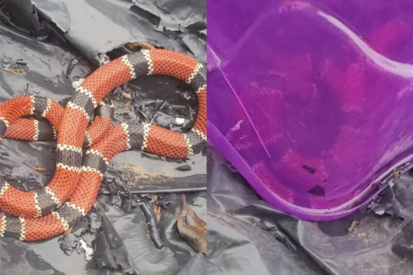 Imagem colorida, SC: cobra venenosa é presa em pote após ser encontrada em residência - Metrópoles
