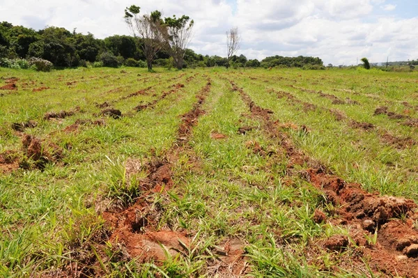 Parque Vivencial do Varjão receberá 40 mil mudas do Cerrado