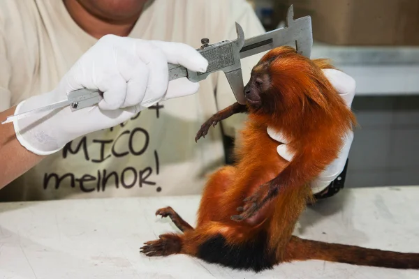 Imagem colorida de macaco sendo medido - Metrópoles
