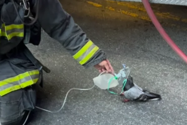 Pombo recebe máscara de oxigênio após ser resgatado de incêndio