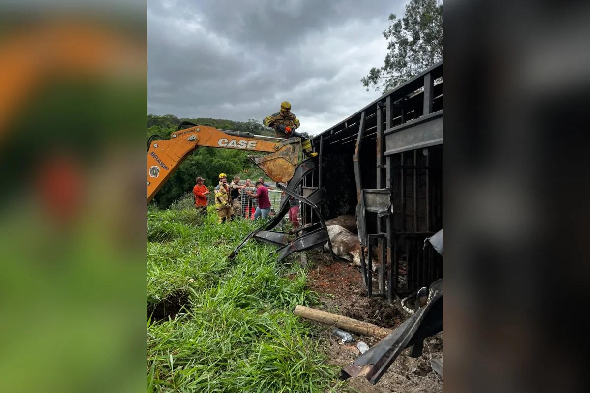 Os veículos seguiam em sentidos opostos quando o caminhão que transportava os animais tombou em direção à pista contrária e atingiu o outro veículo Os veículos seguiam em sentidos opostos quando o caminhão que transportava os animais tombou em direção à pista contrária e atingiu o outro veículo