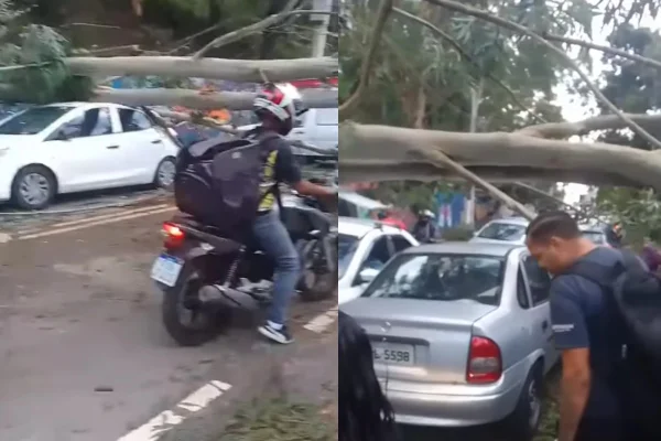 Print de vídeo que mostra árvore de grande porte caída em avenida de Pirituba, na zona norte de São Paulo, após fortes chuvas. - Metrópoles