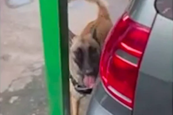Cão farejador que encontrou drogas em poste - Metrópoles